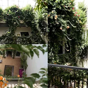 Bougainvillea Marocco